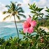 islandmomi